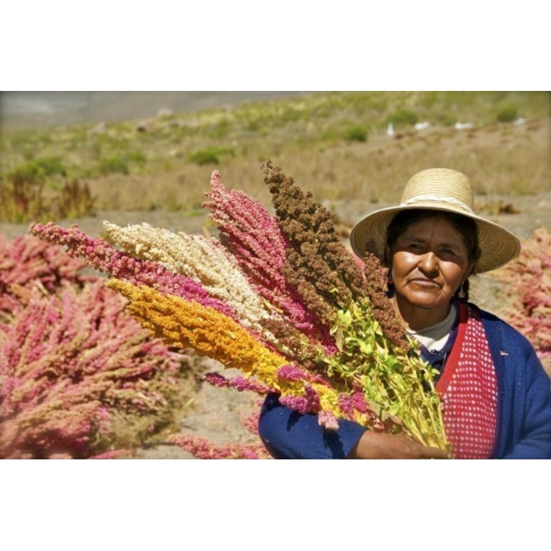 Price: €2 - Sementes de Quinoa Vermelho ou branco (Chenopodium quinoa) - 