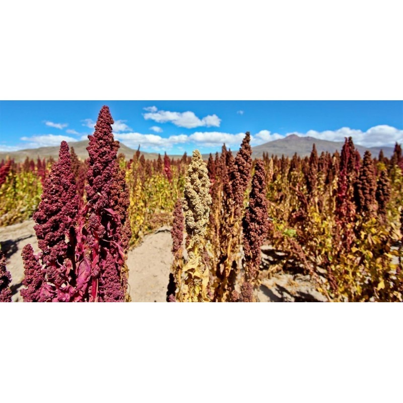 Price: €2 - Röd eller Vit Quinoa Frön (Chenopodium quinoa) - 