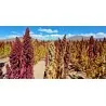 Graines de QUINOA Rouge ou Blanc (Chenopodium quinoa)