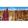 Price: €2 - Sementes de Quinoa Vermelho ou branco (Chenopodium quinoa) - 