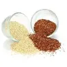 Graines de QUINOA Rouge ou Blanc (Chenopodium quinoa)