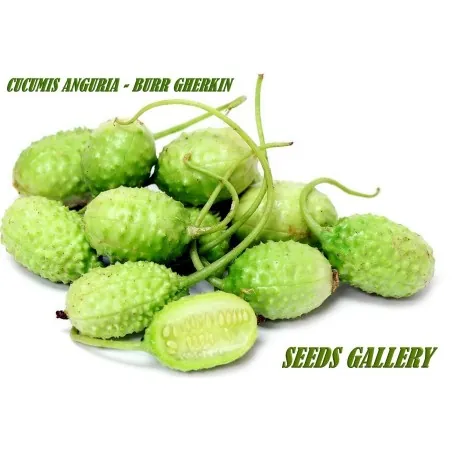 Semillas Pepinillo, Pepino Del Monte, Pepino Silvestre