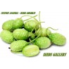 Anguriagurka Frön (Cucumis anguria) | 1,85 €
