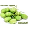 Sementes de Pepino Maxixe, Galinha-Arrepiada