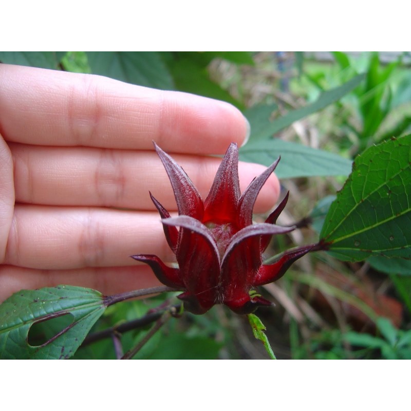 Price: €2.75 - Roselle Seeds - Edible and tasty (Hibiscus sabdariffa) - 