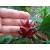 Price: €2.75 - Roselle Seeds - Edible and tasty (Hibiscus sabdariffa) - 