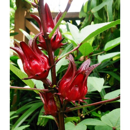 Price: €2.75 - Roselle Seeds - Edible and tasty (Hibiscus sabdariffa) -