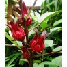 Price: €2.75 - Roselle Seeds - Edible and tasty (Hibiscus sabdariffa) - 