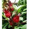 Roselle Seeds - Edible and tasty (Hibiscus sabdariffa)
