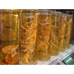 Seeds Panax Ginseng, Asian Ginseng - Medicinal plant