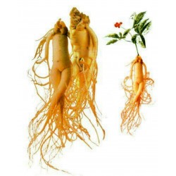 Semillas de Panax Ginseng - planta medicinal