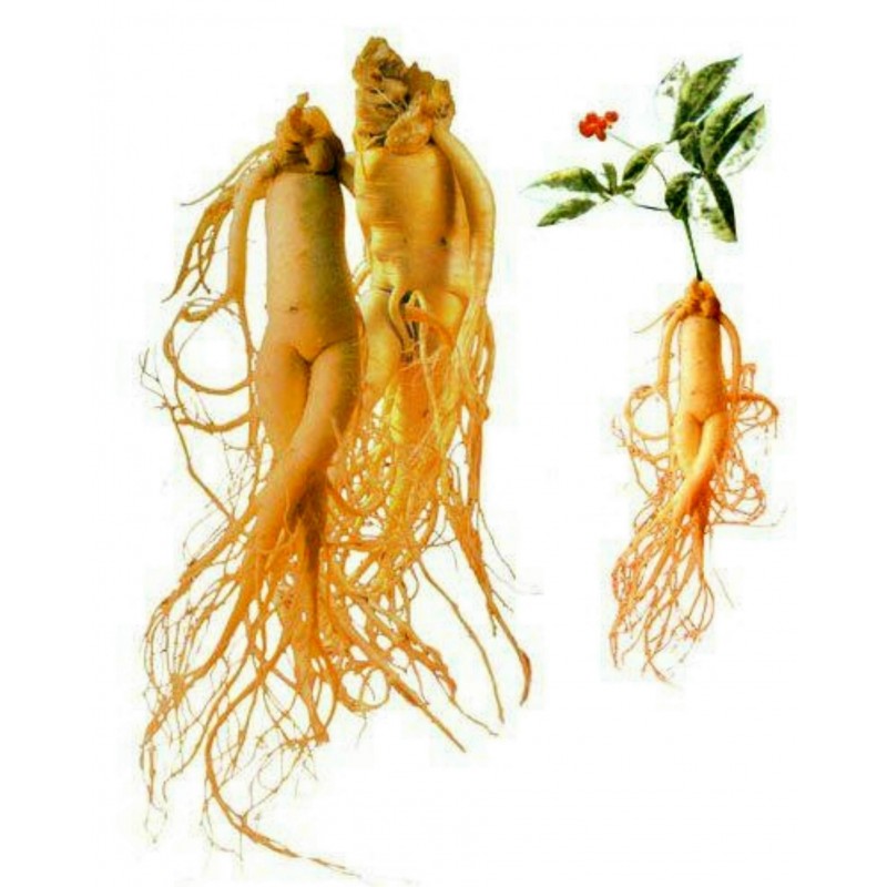 Sementes de Ginseng ou Ginsengue plant