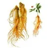 Graines Panax ginseng Plante Médicinale plant