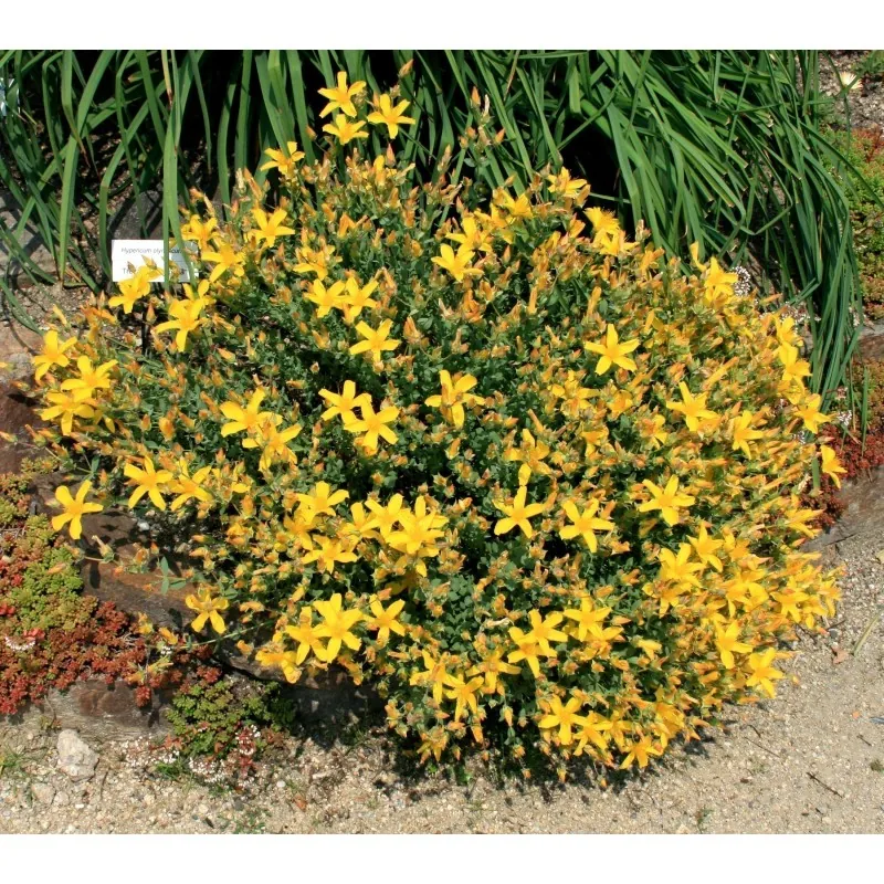 Äkta johannesört växt Frön (Hypericum perforatum)