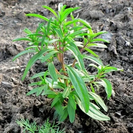 Sommer-Bohnenkraut Samen (Satureja hortensis)