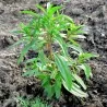 Sommer-Bohnenkraut Samen (Satureja hortensis)