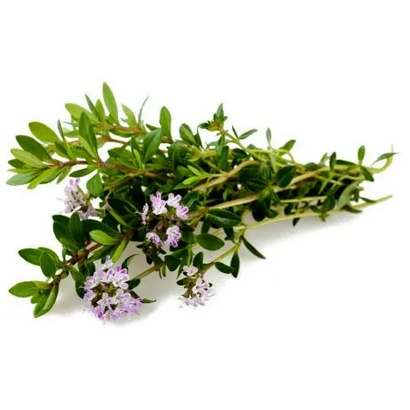 Sommer-Bohnenkraut Samen (Satureja hortensis)