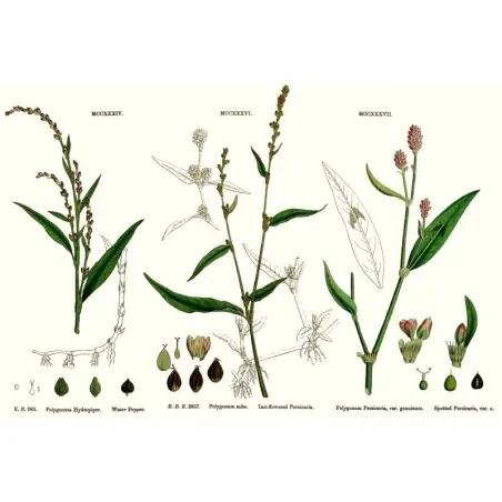 Bitterpilört Frön (Persicaria hydropiper)