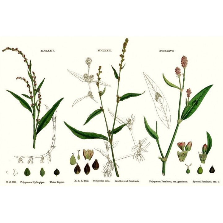 Water pepper seeds (Polygonum hydropiper) - 216.985714
