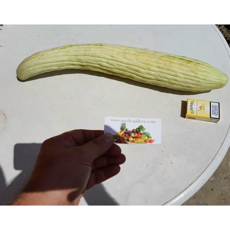 Semillas Pepino Armenio - Alficoz - Extra Largo