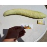 Semillas Pepino Armenio - Alficoz - Extra Largo