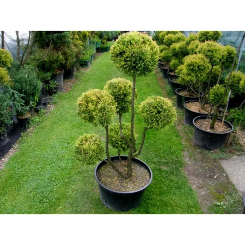 Semi di La Tuia (Thuja occidentalis)