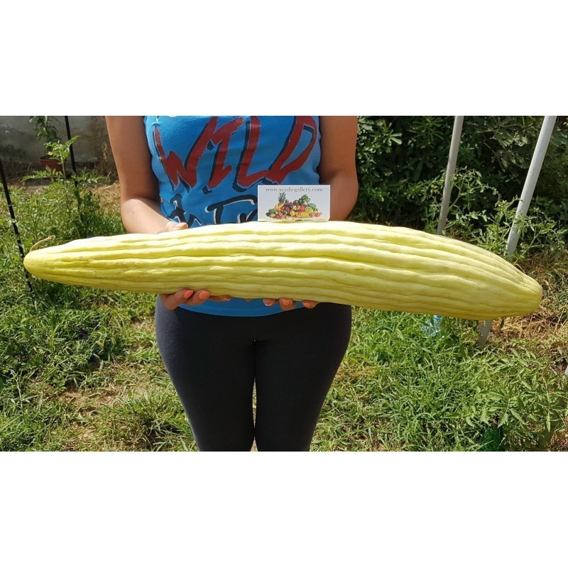 Semillas Pepino Armenio - Alficoz - Extra Largo
