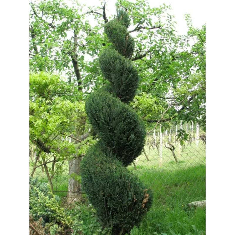 Semi di La Tuia (Thuja occidentalis)