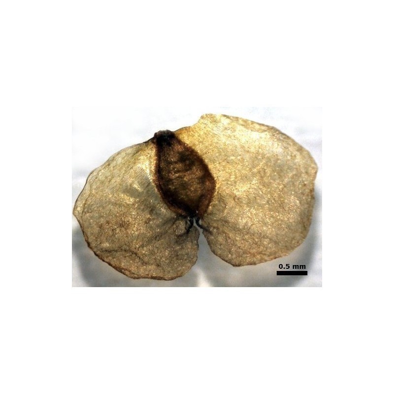 Graines de Bouleau (Betula)