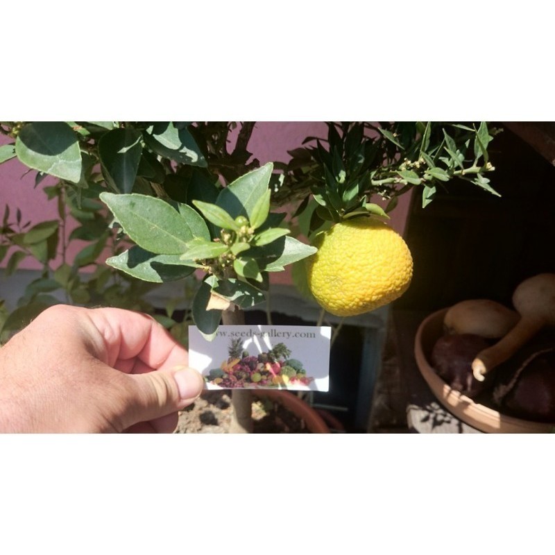 Price: €6 - Κιτρέα η μυρτόφυλλος σπόρος (Citrus myrtifolia) - 