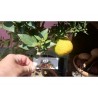 Price: €6 - Κιτρέα η μυρτόφυλλος σπόρος (Citrus myrtifolia) - 