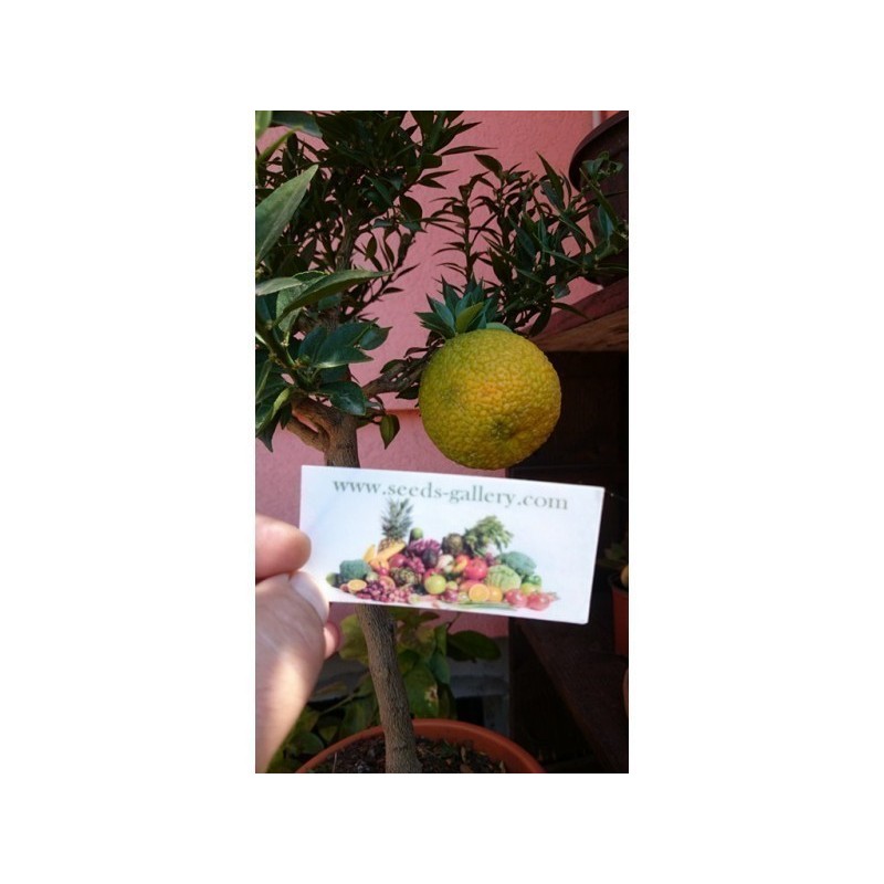 Price: €6 - Κιτρέα η μυρτόφυλλος σπόρος (Citrus myrtifolia) - 