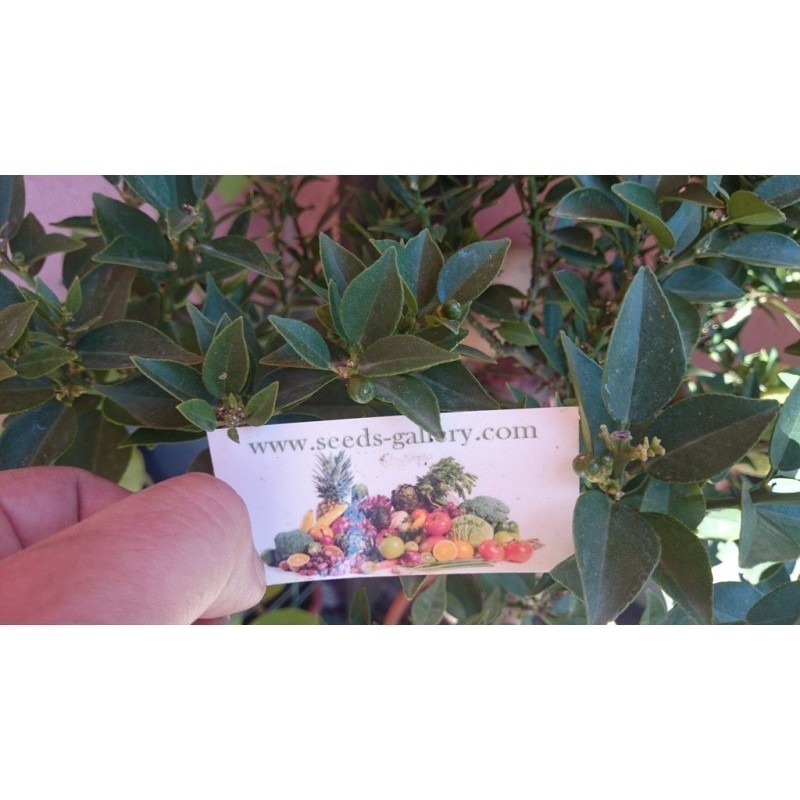 Price: €6 - Κιτρέα η μυρτόφυλλος σπόρος (Citrus myrtifolia) - 