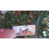 Price: €6 - Κιτρέα η μυρτόφυλλος σπόρος (Citrus myrtifolia) - 