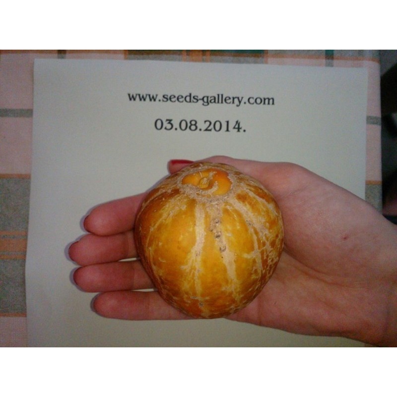 Citrongurka Frön (Lemon Cucumber) | 2,25 €