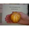Graines de Concombre Citron