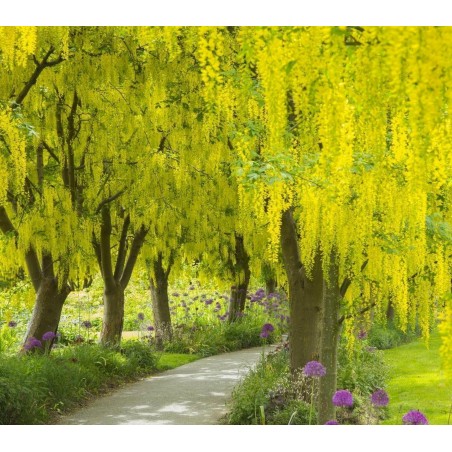 Goldregen Samen (Laburnum anagyroides)