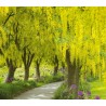 Goldregen Samen (Laburnum anagyroides)