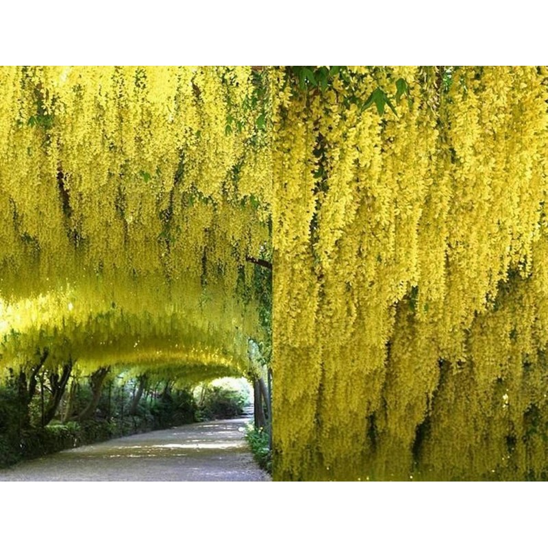 Golden Chain Tree Seeds (Laburnum anagyroides)