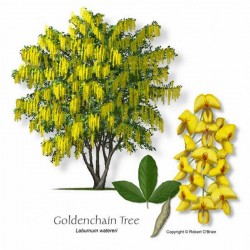 Golden Chain Tree Seeds