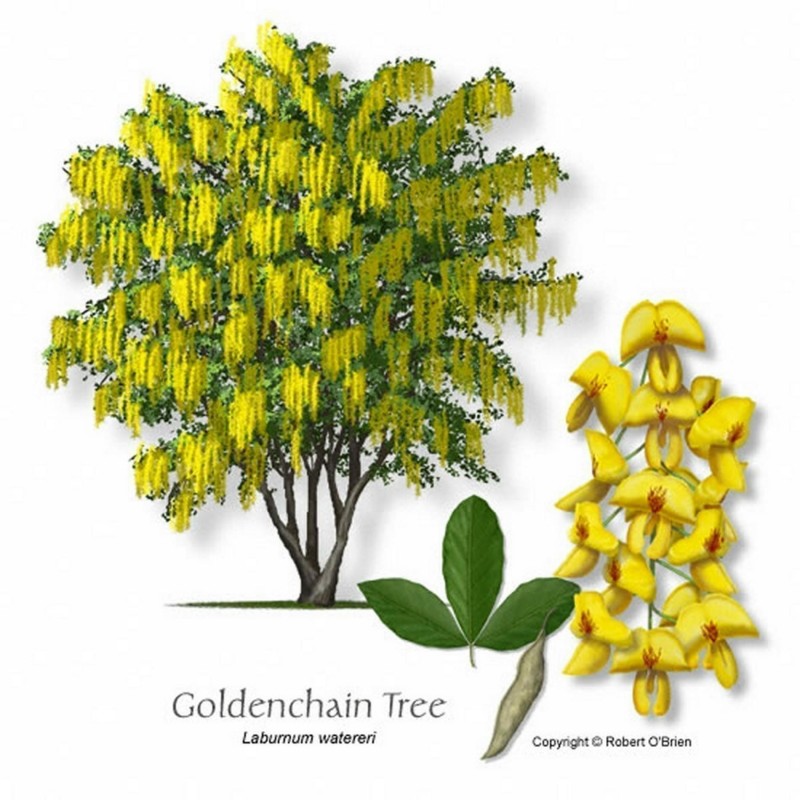 Goldregen Samen (Laburnum anagyroides)