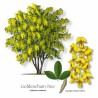 Goldregen Samen (Laburnum anagyroides)