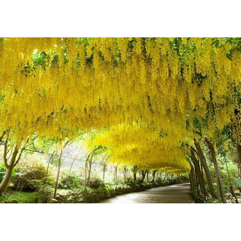 Goldregen Samen (Laburnum anagyroides)
