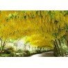 Goldregen Samen (Laburnum anagyroides)