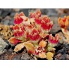 Mesembryanthemum crystallinum, Ice växtfrön | 1,50 €