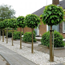 Semillas de Catalpa bignonioides