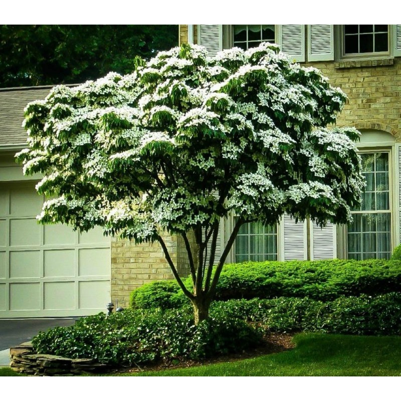 Semillas de Conejo Del Japon (Cornus kousa)