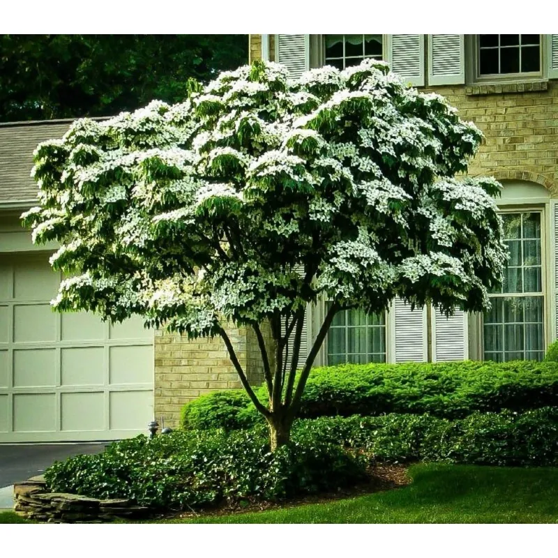 Semillas de Conejo Del Japon (Cornus kousa)