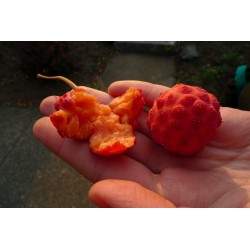 Samen Asiatischer Blüten-Hartriegel leckere Früchte