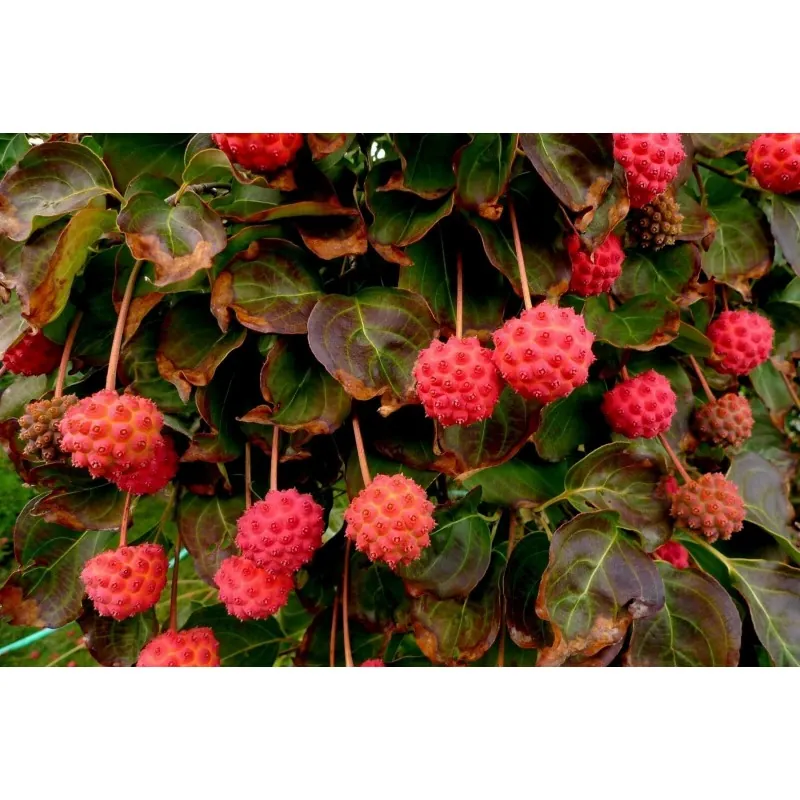 Semillas de Conejo Del Japon (Cornus kousa)